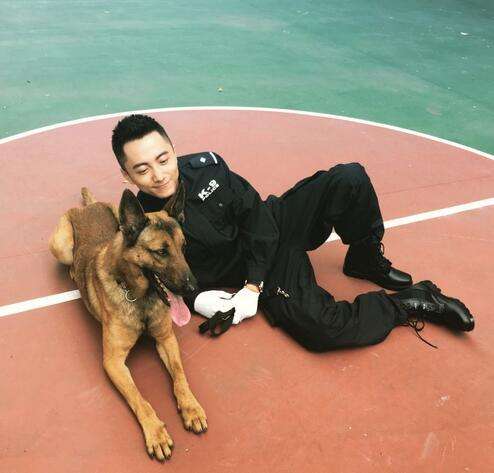 警犬来啦是什么品种的狗？警犬为什么不能交