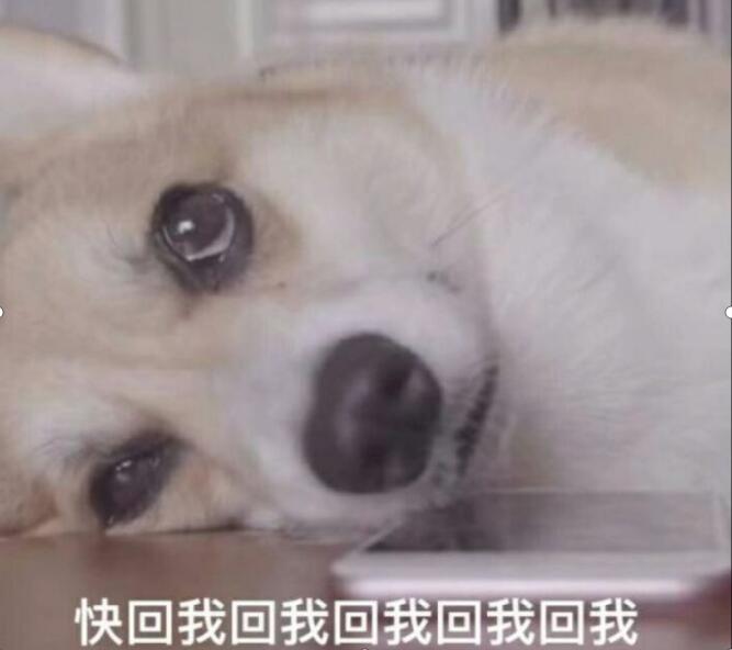 舔狗在爱情里面是什么意思(爱情里面的舔狗) 舔狗在爱情里面是什么意思(爱情里面的舔狗)