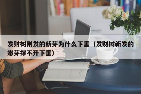 发财树刚发的新芽为什么下垂（发财树新发的嫩芽撑不开下垂） 