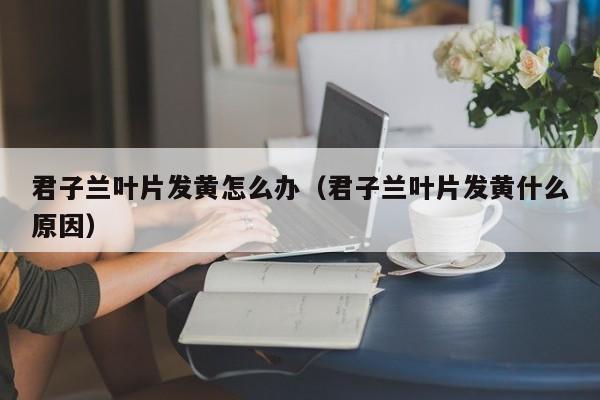 君子兰叶片发黄怎么办(君子兰叶片发黄什么原因)
