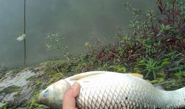 鱼塘是什么梗承包鱼塘什么意思(整片鱼塘都被你承包了是什么梗)