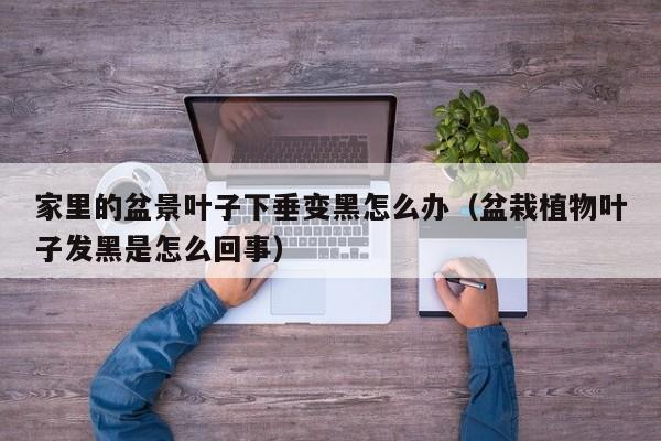 家里的盆景叶子下垂变黑怎么办（盆栽植物叶子发黑是怎么回事） 