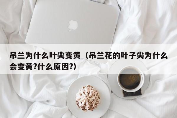 吊兰为什么叶尖变黄（吊兰花的叶子尖为什么会变黄?什么原因?） 