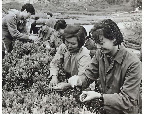 杨春霞现状如何(杨春霞个人资料)