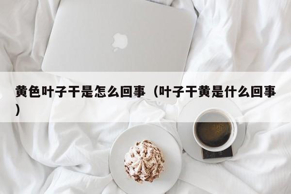 黄色叶子干是怎么回事(叶子干黄是什么回事)