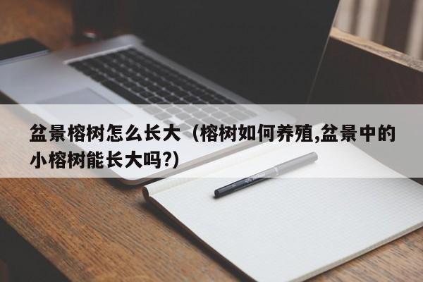 盆景榕树怎么长大（榕树如何养殖,盆景中的小榕树能长大吗?） 
