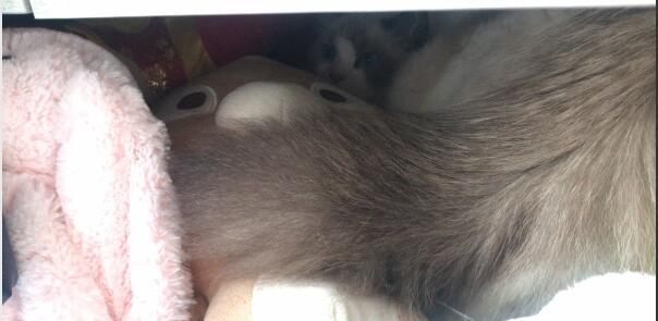 猫为什么喜欢和自己的尾巴打架