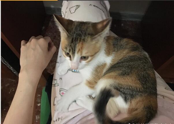 猫为什么喜欢和自己的尾巴打架