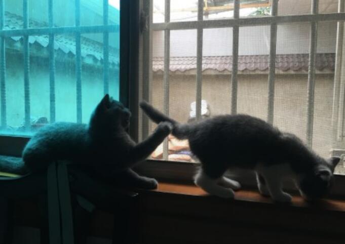 猫为什么喜欢和自己的尾巴打架