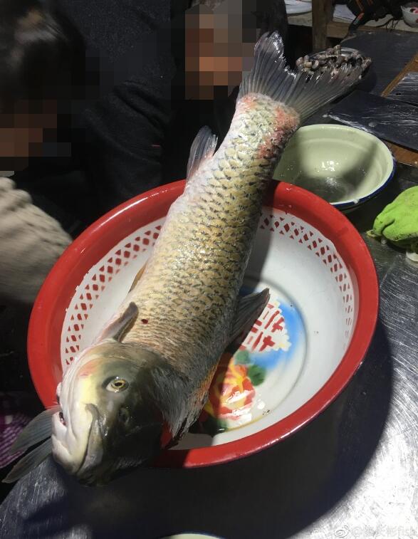 什么鱼可以做烤鱼吃(哪种鱼可以做烤鱼) 什么鱼可以做烤鱼吃(哪种鱼可以做烤鱼)