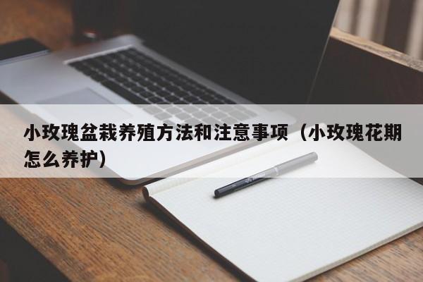 小玫瑰盆栽养殖方法和注意事项(小玫瑰花期怎么养护)