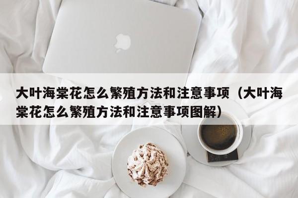 大叶海棠花怎么繁殖方法和注意事项（大叶海棠花怎么繁殖方法和注意事项图解） 