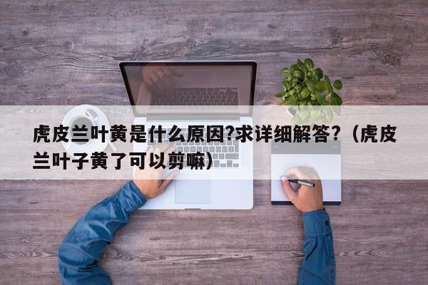 虎皮兰叶黄是什么原因?求详细解答?（虎皮兰叶子黄了可以剪嘛） 