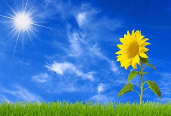 陈乔恩为什么叫向日葵、东方教主、败犬女王