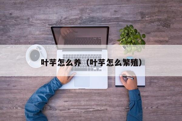 叶芋怎么养（叶芋怎么繁殖） 