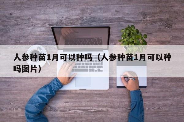 人参种苗1月可以种吗（人参种苗1月可以种吗图片） 