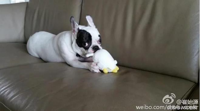 崔始源的狗是什么品种?狗为什么咬人会得败 崔始源的狗是什么品种?狗为什么咬人会得败