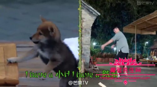 向往的生活中h是什么狗(向往的生活小狗为什么叫H)