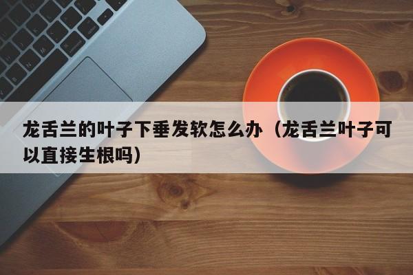 龙舌兰的叶子下垂发软怎么办（龙舌兰叶子可以直接生根吗） 