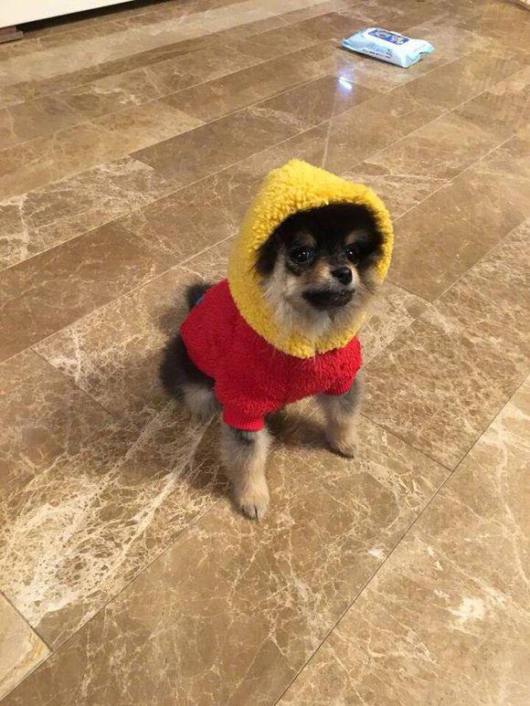 金泰亨为什么叫金薇薇?金泰亨狗狗金煤炭是 金泰亨为什么叫金薇薇?金泰亨狗狗金煤炭是