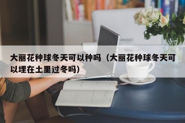 大丽花种球冬天可以种吗（大丽花种球冬天可以埋在土里过冬吗） 