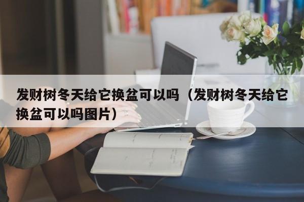 发财树冬天给它换盆可以吗(发财树冬天给它换盆可以吗图片)
