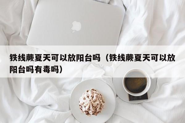 铁线蕨夏天可以放阳台吗（铁线蕨夏天可以放阳台吗有毒吗） 