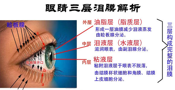 泪膜是人人都有么(泪膜和泪液)