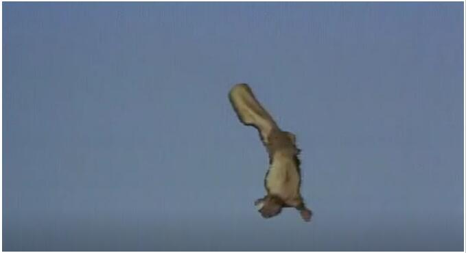 徐霆雷替身六小龄童扮演孙悟空是第几集