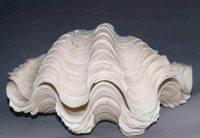 李烈音抓的巨蛤照片