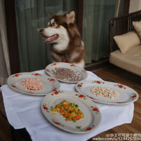 王可可是公的还是母的？王可可是王思聪捡来