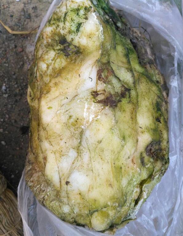 怎样才能找到野生太岁(野生太岁一般长在哪里) 怎样才能找到野生太岁(野生太岁一般长在哪里)