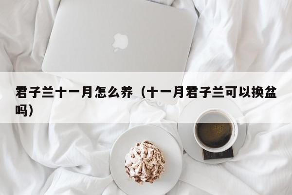 君子兰十一月怎么养(十一月君子兰可以换盆吗)