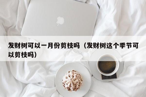 发财树可以一月份剪枝吗(发财树这个季节可以剪枝吗)