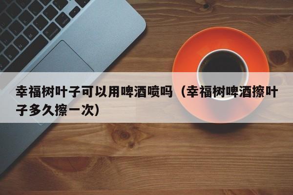 幸福树叶子可以用啤酒喷吗（幸福树啤酒擦叶子多久擦一次） 