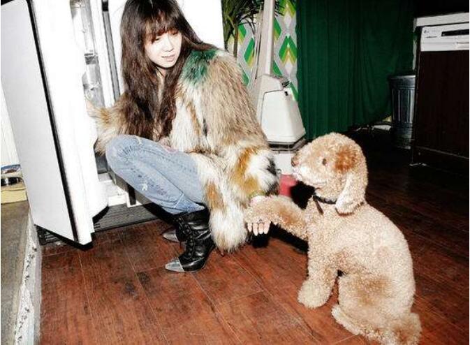 孔孝真的狗是什么品种 孔孝真的狗是什么品种