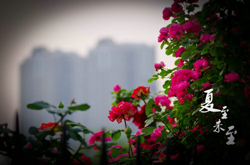 夏至未至中的室县是在哪里？夏至未至立夏最(夏至未至学校在哪)