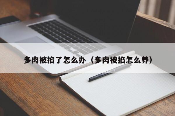 多肉被掐了怎么办（多肉被掐怎么养） 