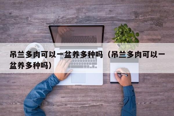 吊兰多肉可以一盆养多种吗（吊兰多肉可以一盆养多种吗） 