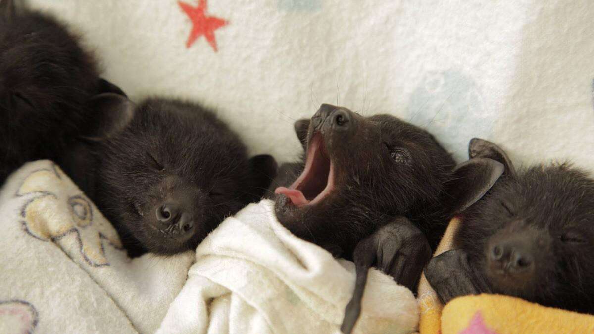 蝙蝠真的吸血吗(蝙蝠到底会不会吸血) 蝙蝠真的吸血吗(蝙蝠到底会不会吸血)