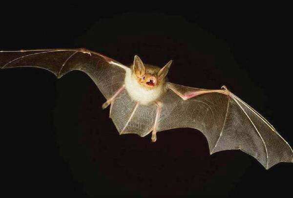 蝙蝠真的吸血吗(蝙蝠到底会不会吸血)