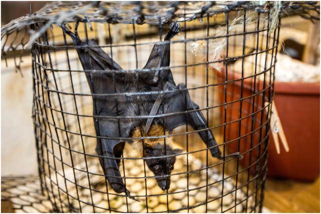 蝙蝠真的吸血吗(蝙蝠到底会不会吸血) 蝙蝠真的吸血吗(蝙蝠到底会不会吸血)