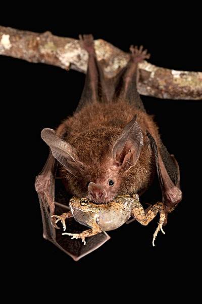 蝙蝠真的吸血吗(蝙蝠到底会不会吸血) 蝙蝠真的吸血吗(蝙蝠到底会不会吸血)