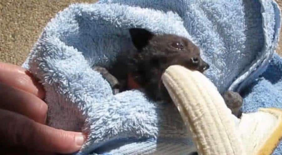 蝙蝠真的吸血吗(蝙蝠到底会不会吸血) 蝙蝠真的吸血吗(蝙蝠到底会不会吸血)