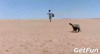 贝爷被蜜獾追了六小时?不是贝爷是《上帝也 贝爷被蜜獾追了六小时?不是贝爷是《上帝也