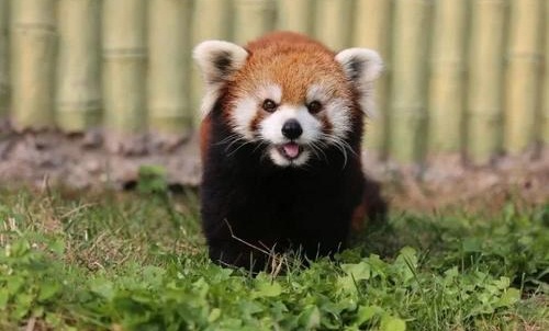 韩寒认养两头河马详细