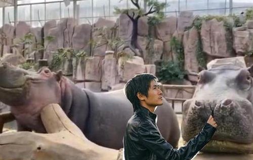韩寒认养两头河马详细