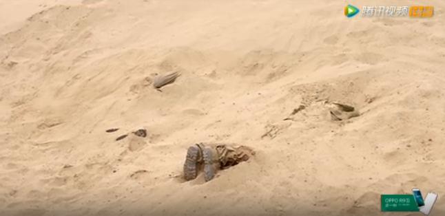 鬼吹灯小叶、小萨和小楚为什么没死？小楚和