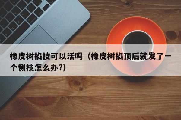 橡皮树掐枝可以活吗(橡皮树掐顶后就发了一个侧枝怎么办?)