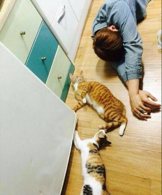 姜丹尼尔为什么叫keg？姜丹尼尔的猫是什(姜丹尼尔四只猫事件)